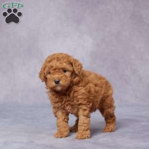 Quinn, Miniature Poodle Puppy